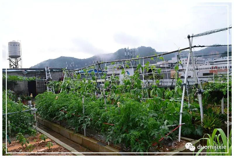 聽說了嗎，多米居然開始搞副業(yè)了？