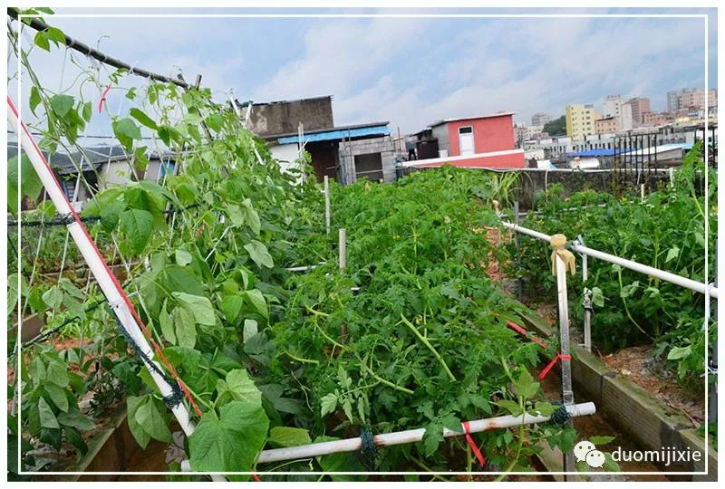 聽說了嗎，多米居然開始搞副業(yè)了？