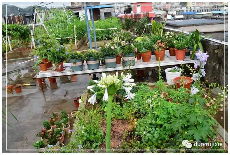 聽說了嗎，多米居然開始搞副業(yè)了？